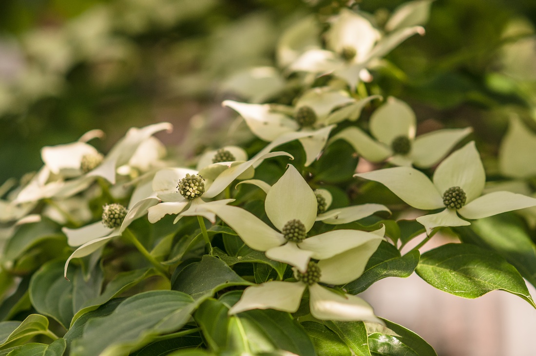 Dogwood Flowers