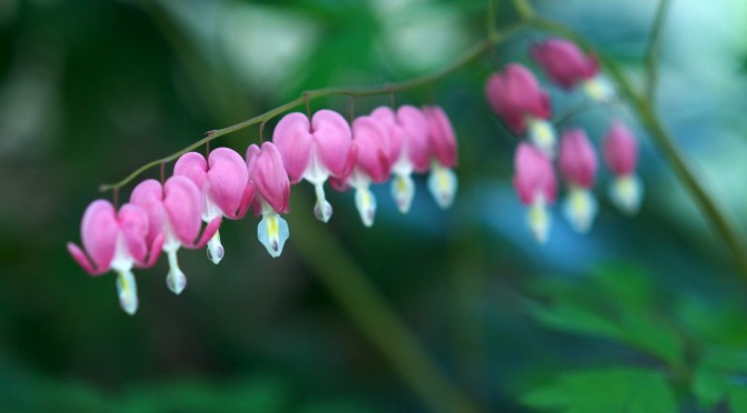 Pink flowers