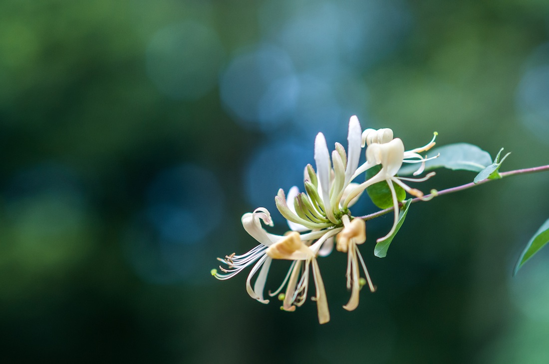 Flower Garden